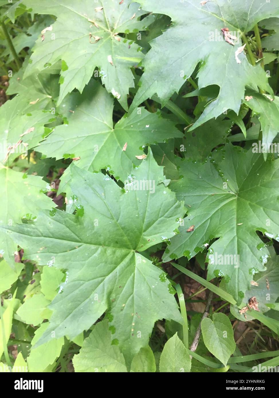 Hydrophyllum canadense hi-res stock photography and images - Alamy