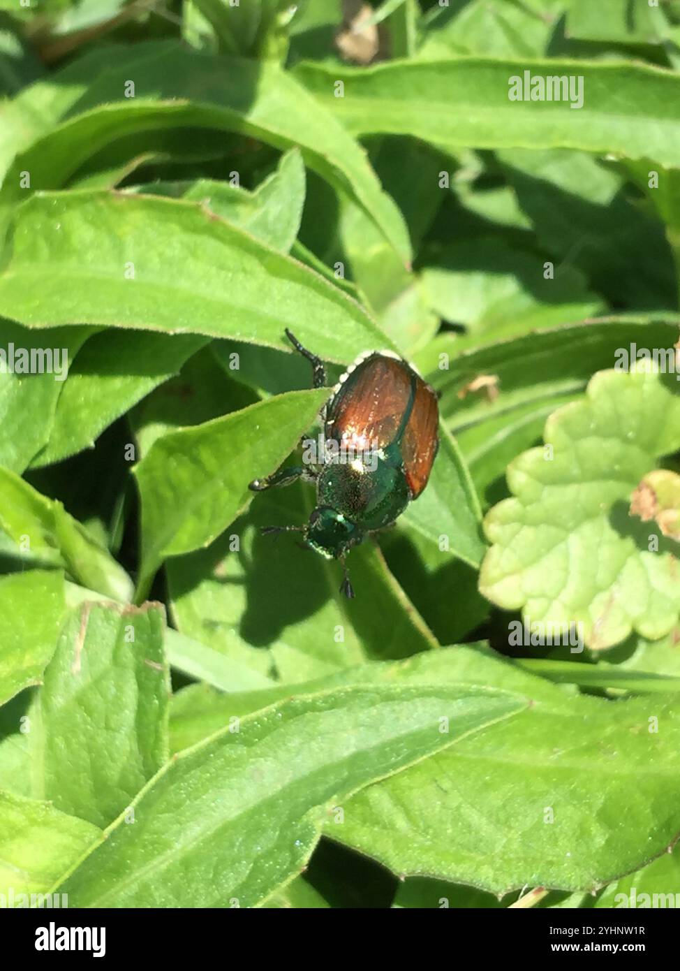 Japanese Beetle (Popillia japonica Stock Photo - Alamy