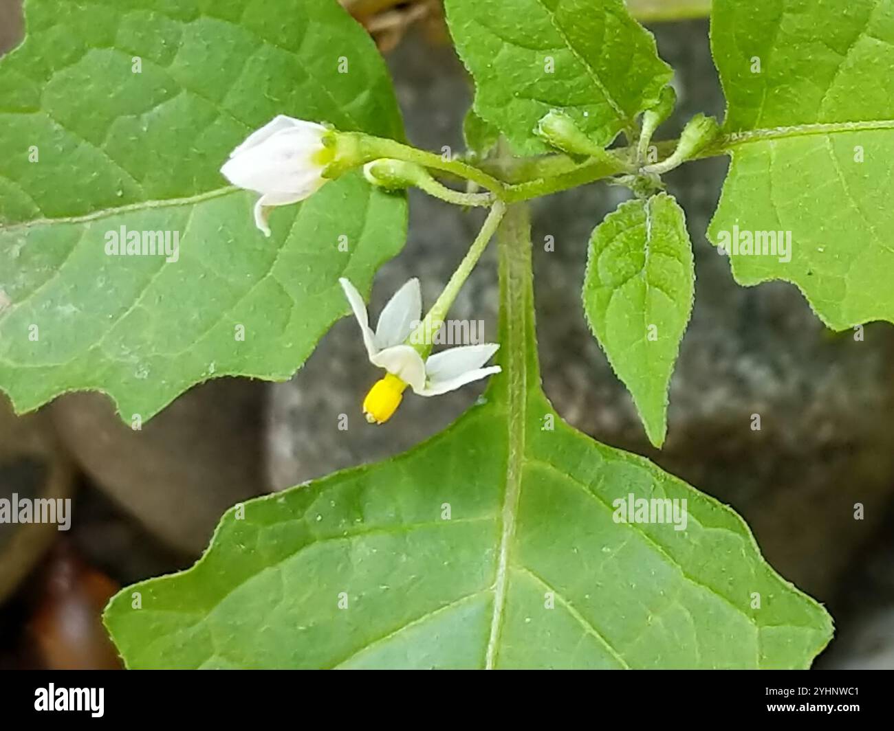 Black Nightshade Complex (Solanum nigrum Stock Photo - Alamy