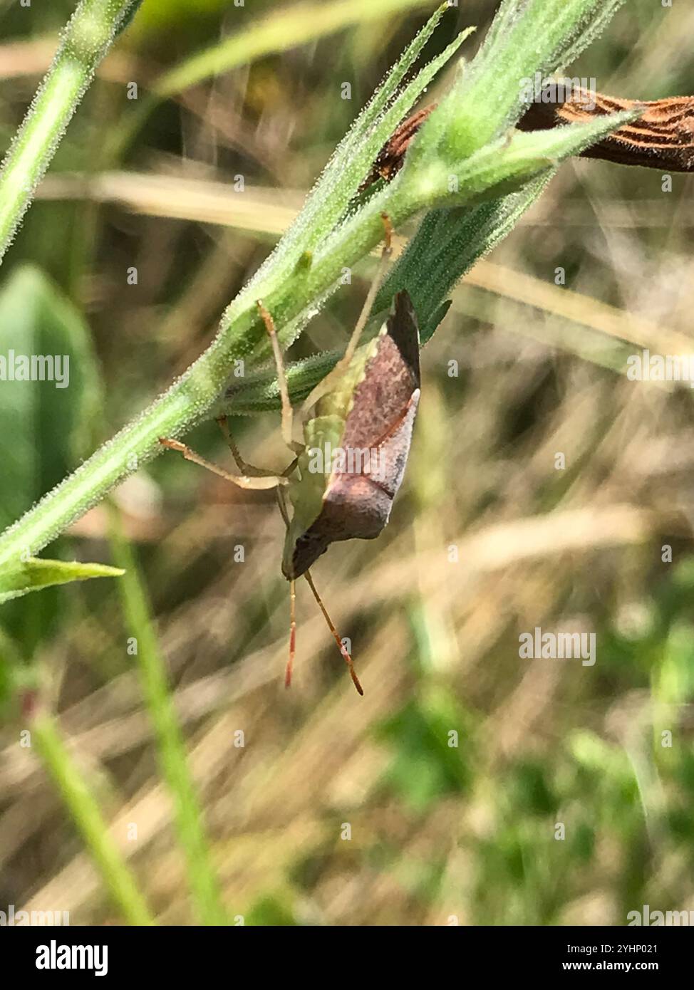 Brown Stink Bugs (Euschistus Stock Photo - Alamy