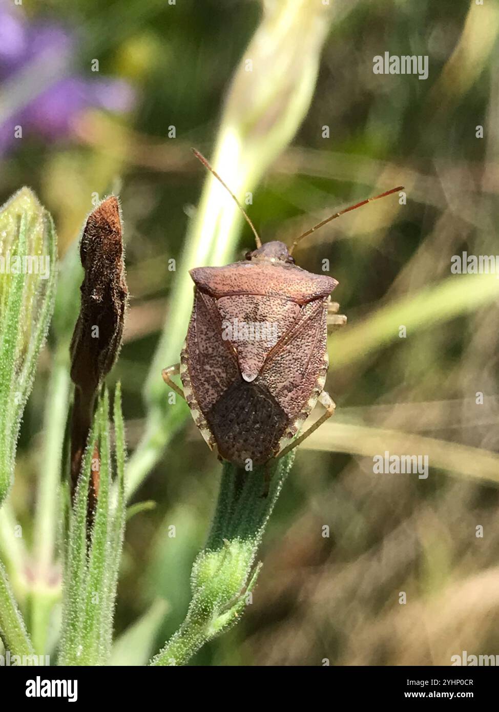 Brown Stink Bugs (Euschistus Stock Photo - Alamy