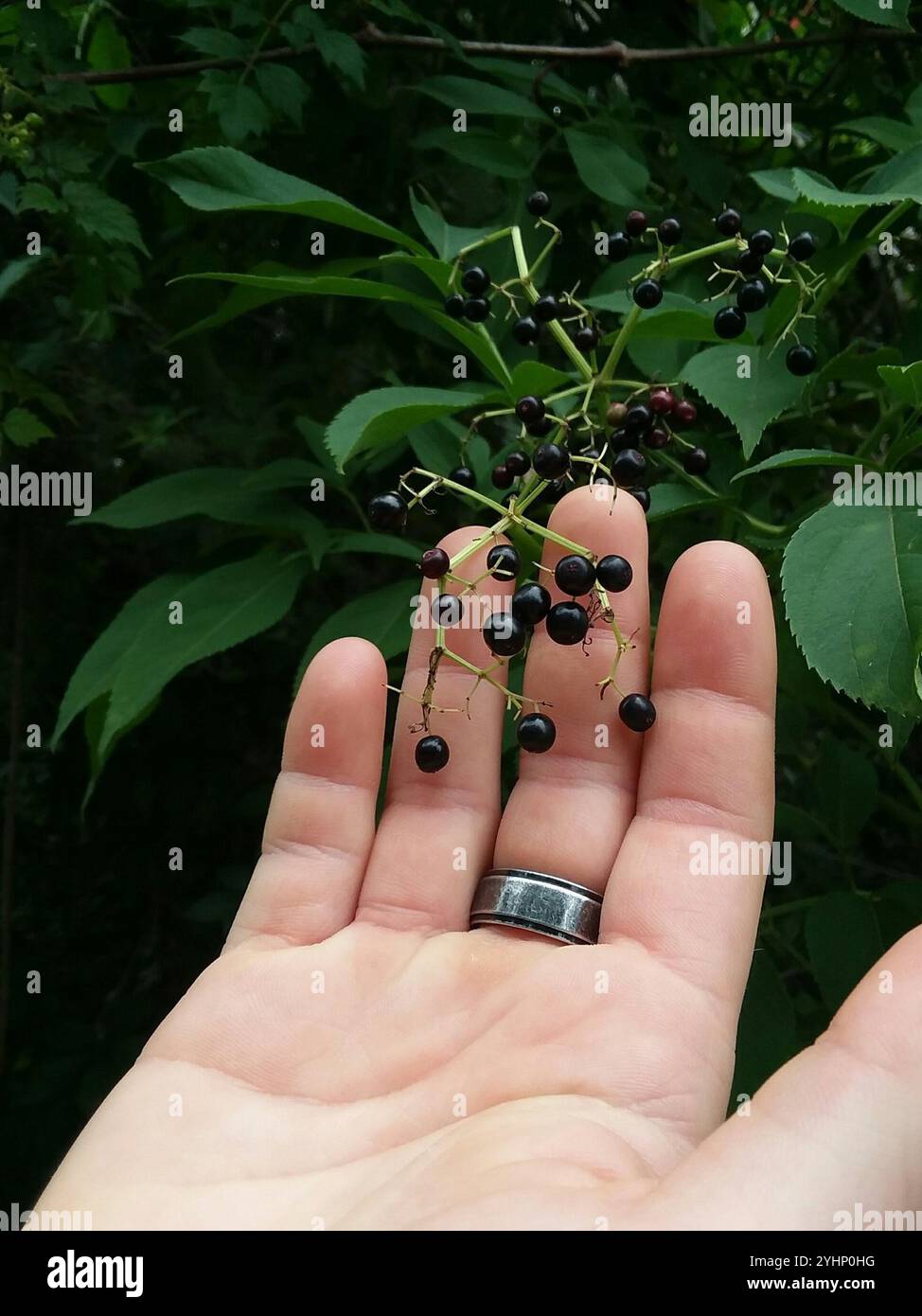 thumbnail image 2 of American Black Elderberry Seeds – Sambucus Canadensis, 200 Seeds, Wildcraft, USA Grown 2 of 5