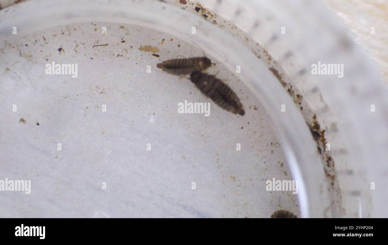 Marsh Beetles (Scirtidae Stock Photo - Alamy