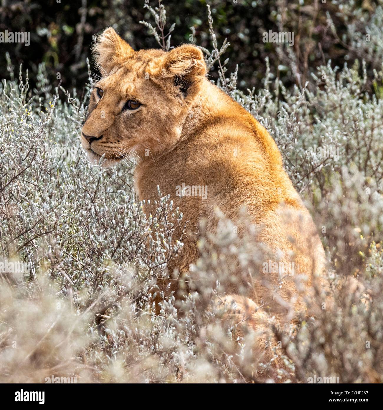 Lion cub in the african bush hi-res stock photography and images - Alamy