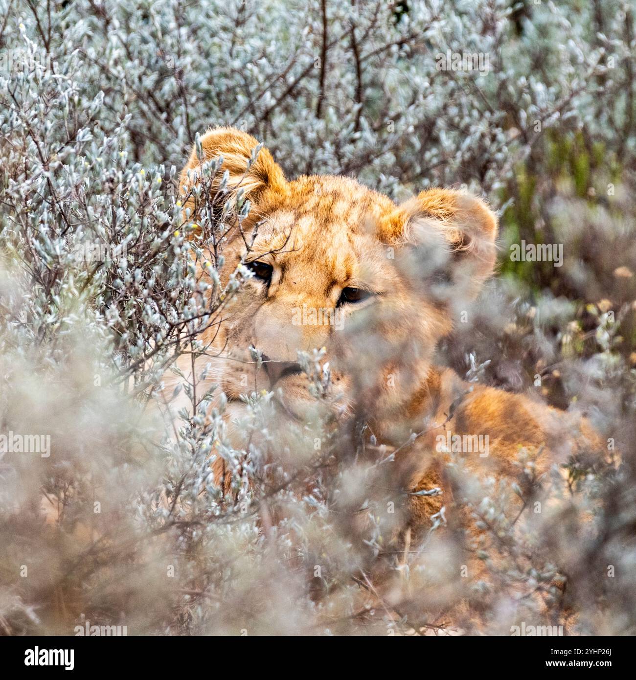 Lion cub in the african bush hi-res stock photography and images - Alamy