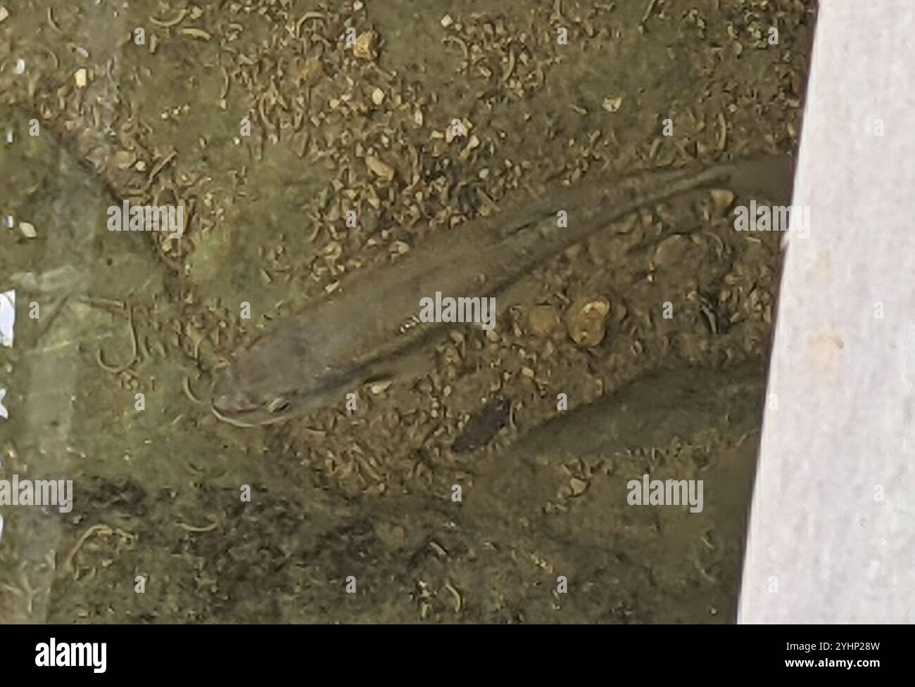 Creek Chub (Semotilus atromaculatus Stock Photo - Alamy