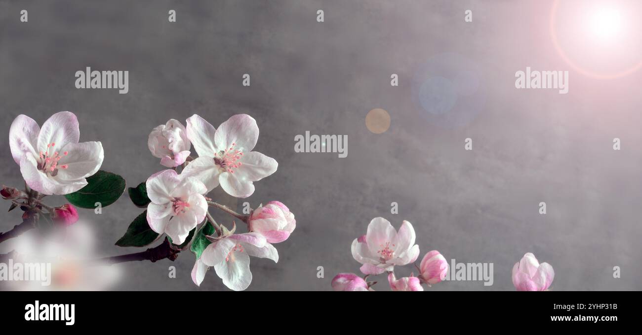 Blooming apple tree in spring time on gray background. Stock Photo