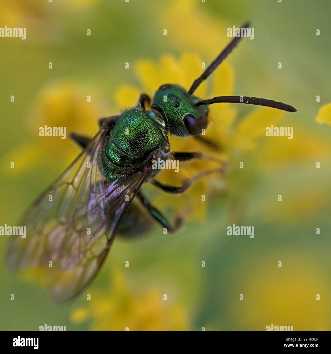 Pure Green Sweat bee (Augochlora pura) Stock Photo