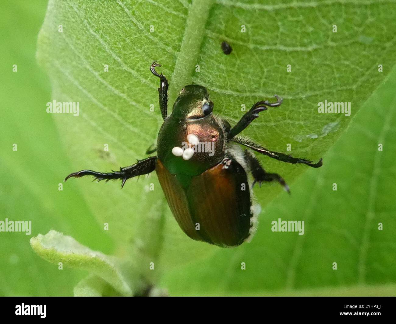 Japanese Beetle (Popillia japonica Stock Photo - Alamy