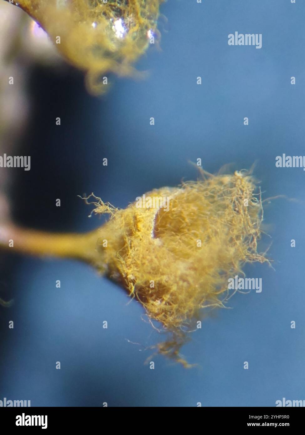 Trichia crateriformis hi-res stock photography and images - Alamy