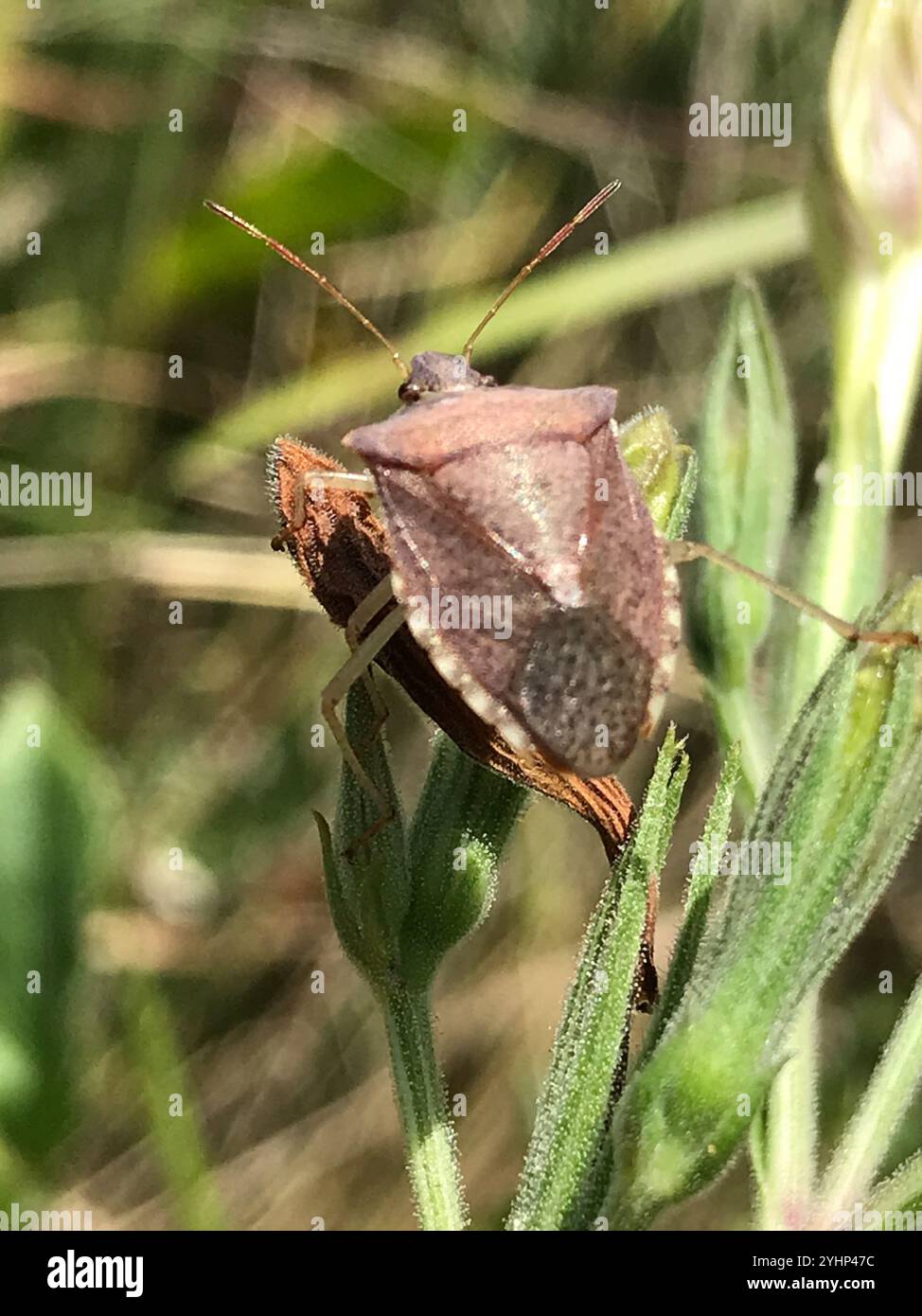 Brown Stink Bugs (Euschistus Stock Photo - Alamy