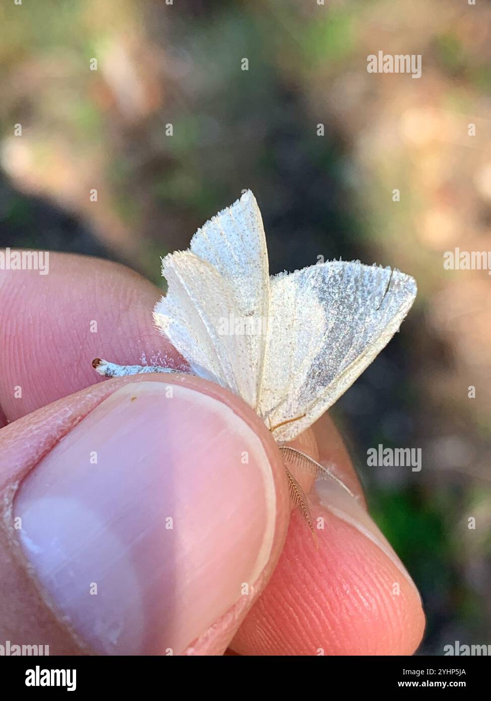 Flying Geometer Moth Geometer Moths (Geometridae Stock Photo - Alamy