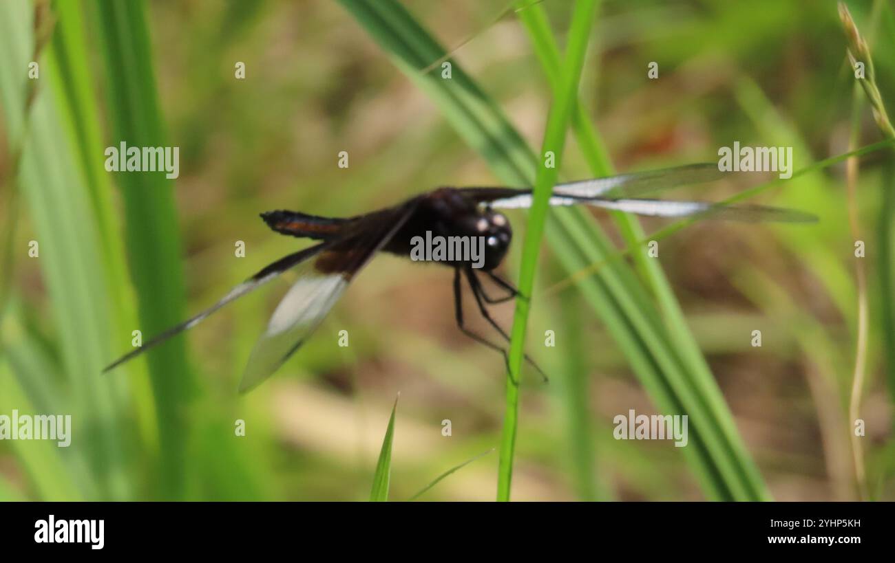 Widow Skimmer (Libellula luctuosa Stock Photo - Alamy
