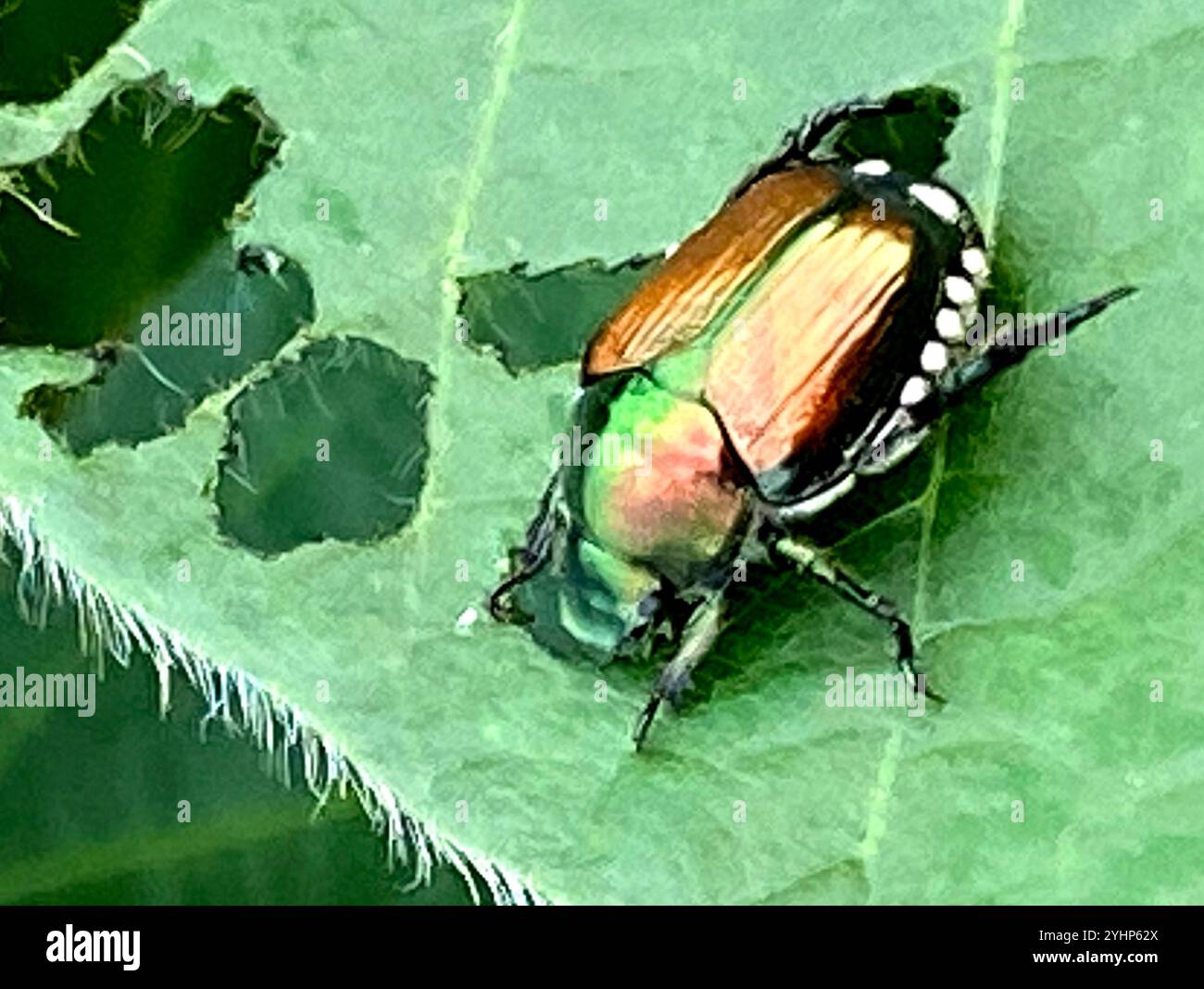 Japanese Beetle (Popillia japonica Stock Photo - Alamy