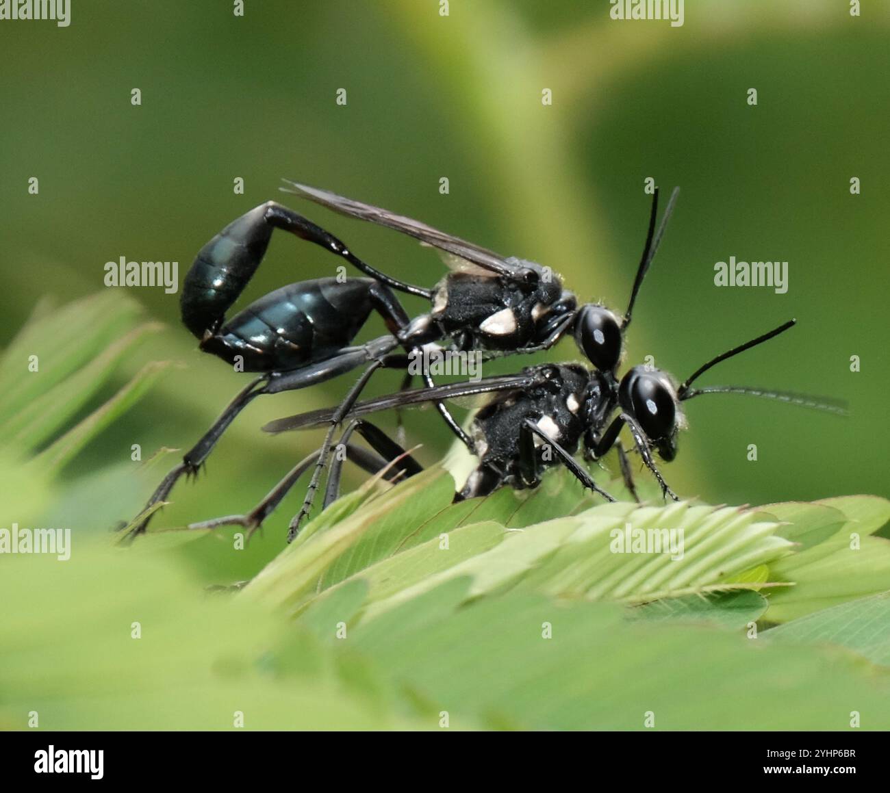 Gold-marked Thread-waisted Wasp (Eremnophila aureonotata Stock Photo ...