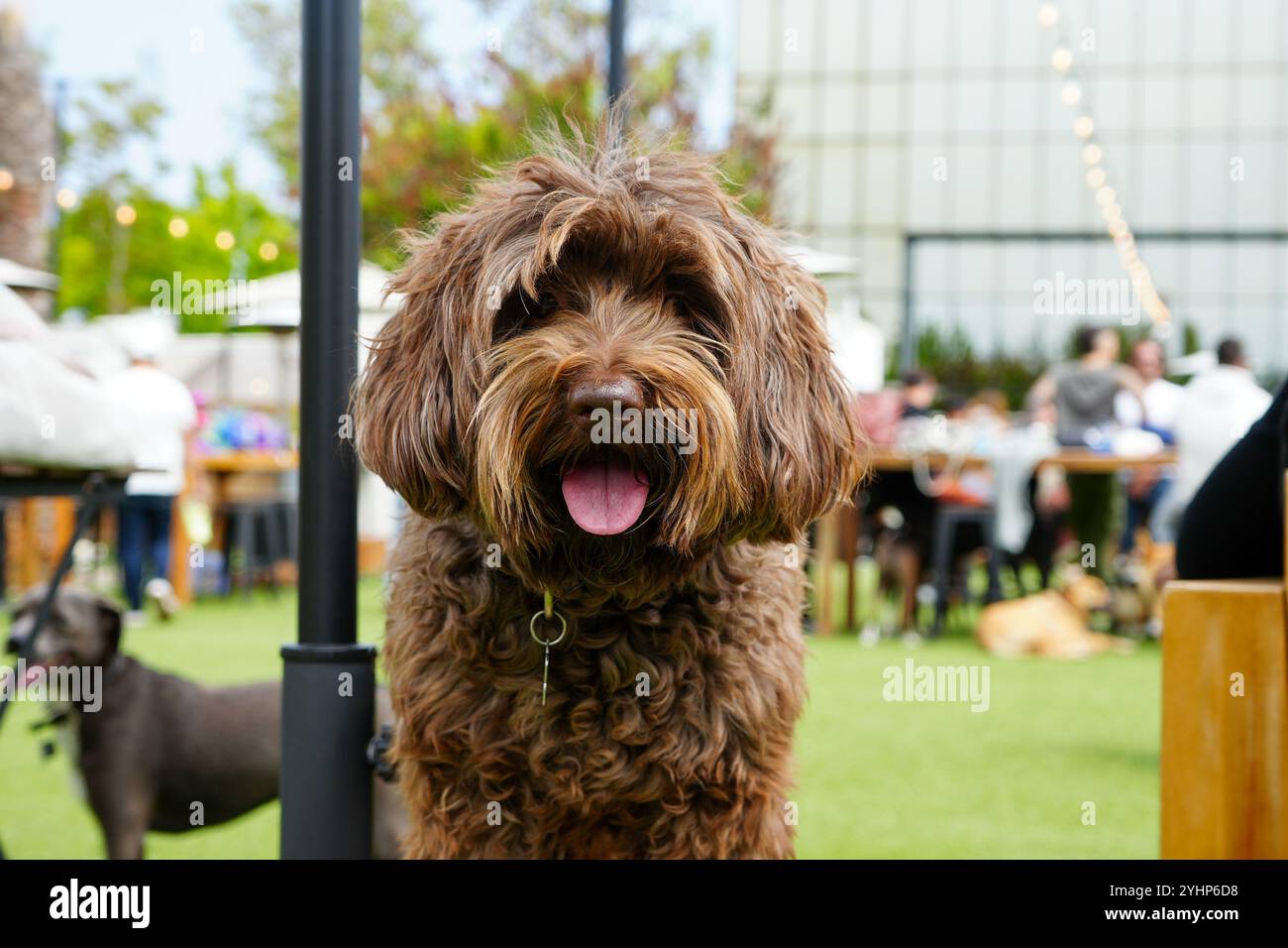 Close up of a happy dog smiling with tongue sticking out at the dog park Stock Photo