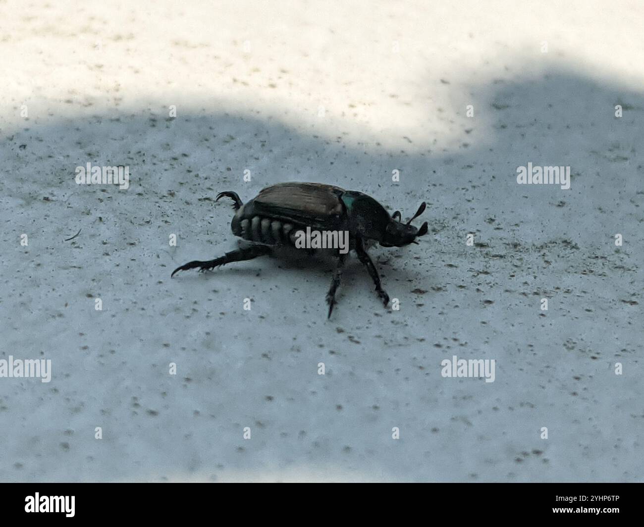 Japanese Beetle (Popillia japonica Stock Photo - Alamy