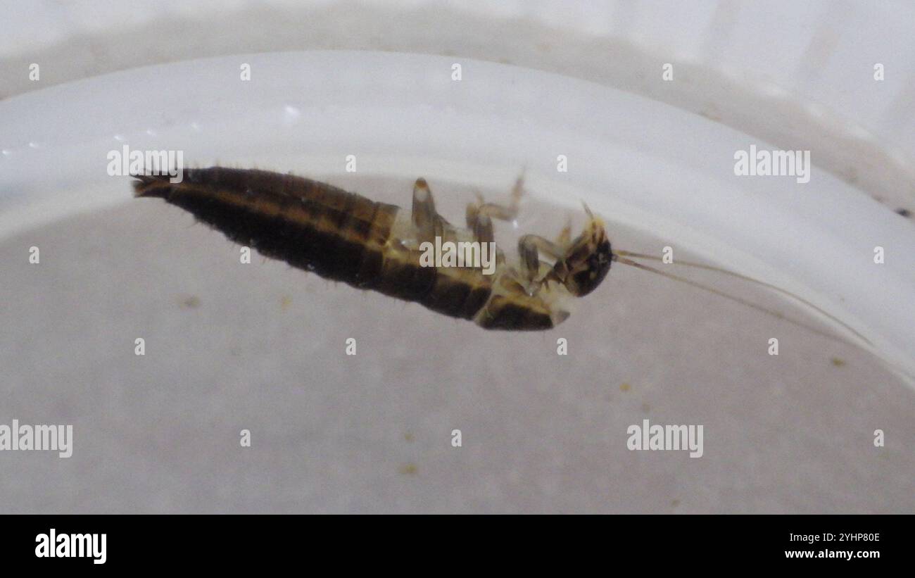 Scirtidae hi-res stock photography and images - Alamy
