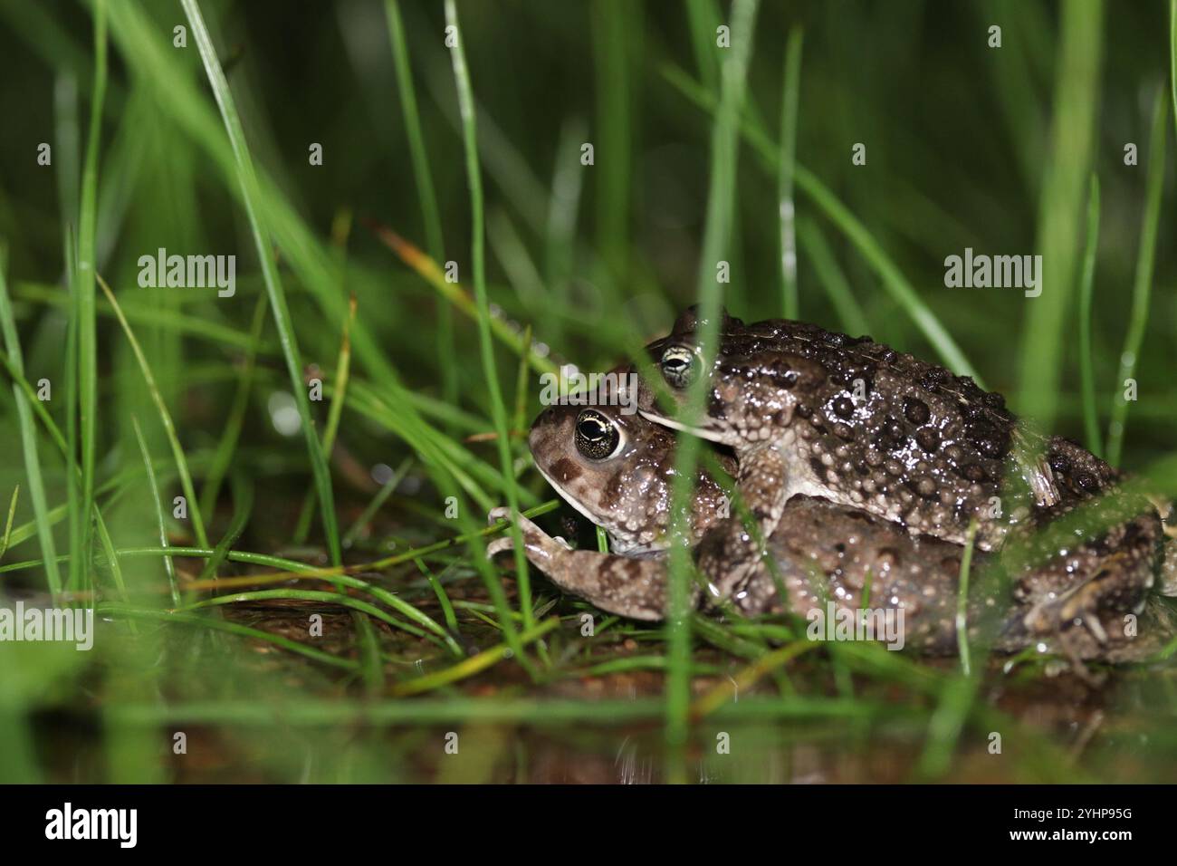 Sand Toad (Vandijkophrynus angusticeps Stock Photo - Alamy
