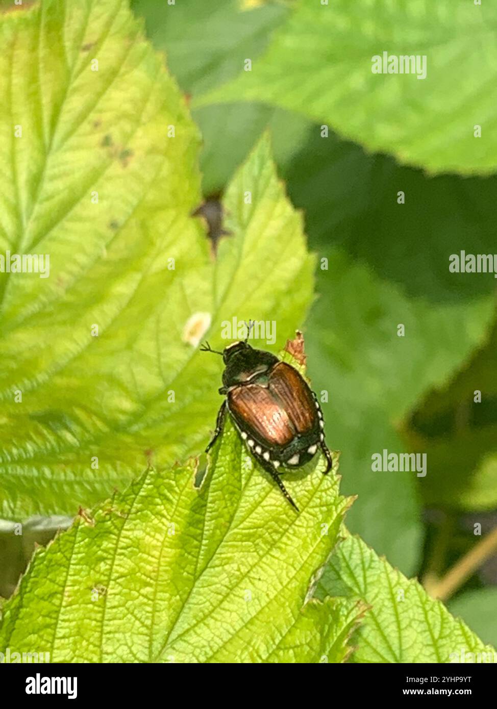 Japanese Beetle (Popillia japonica Stock Photo - Alamy