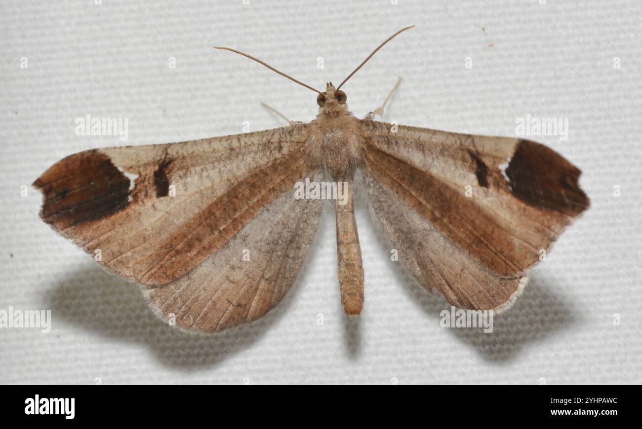 Macrosoma Insect Macrosoma hi-res stock photography and images - Alamy