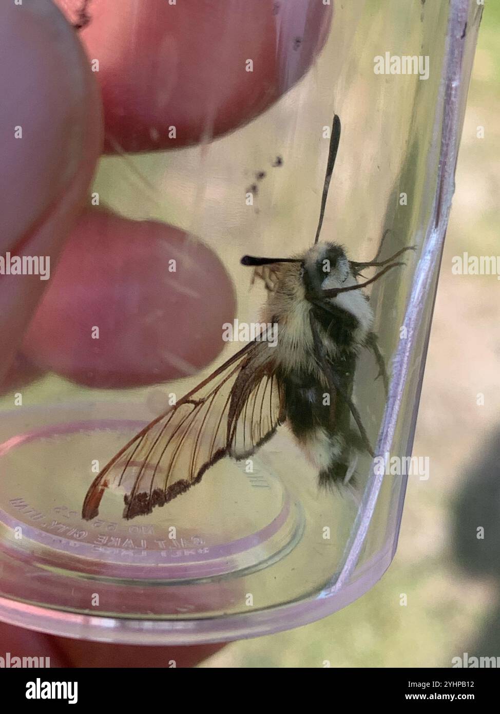 Rocky mountain clearwing hi-res stock photography and images - Alamy