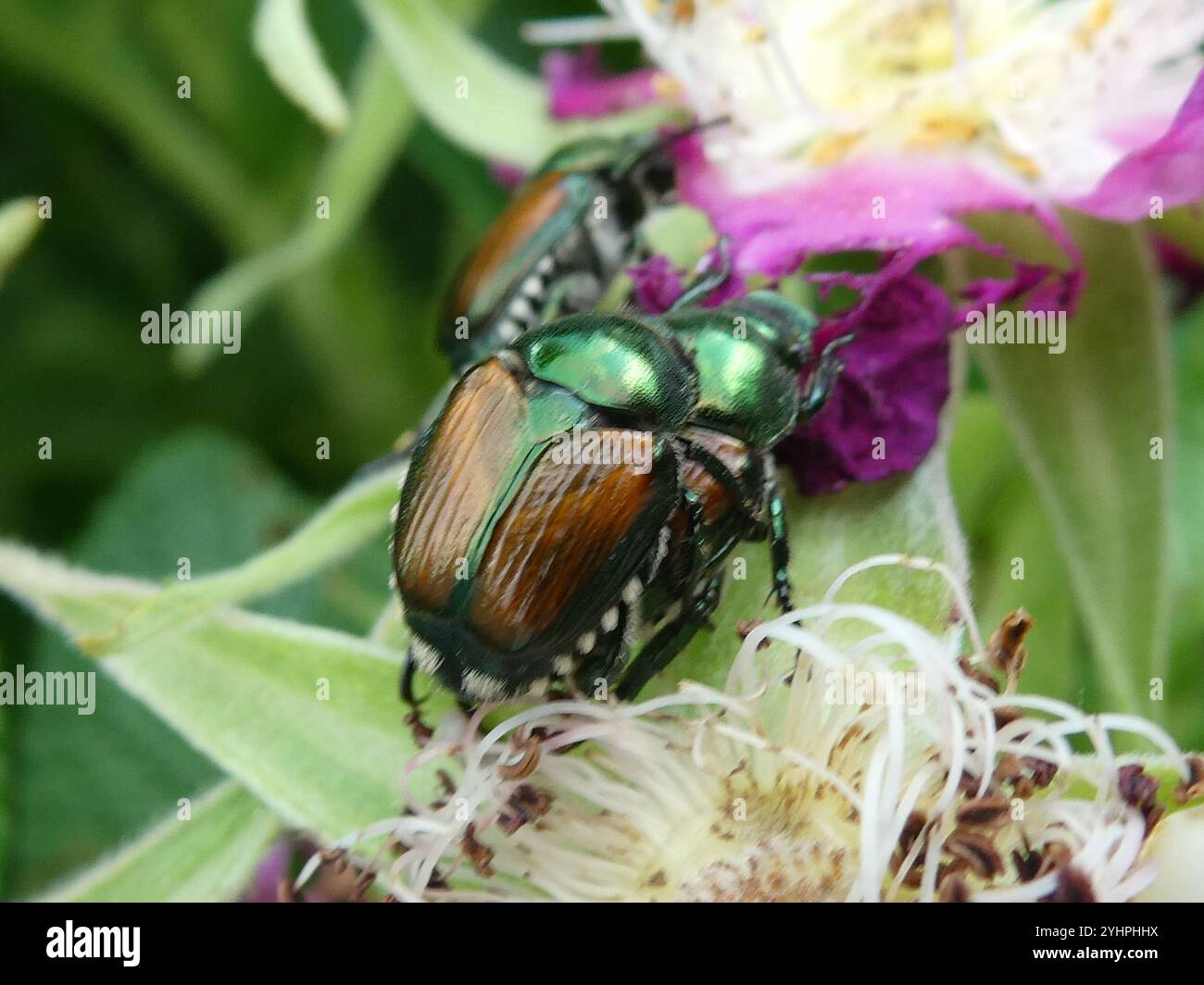 Japanese Beetle (Popillia japonica Stock Photo - Alamy