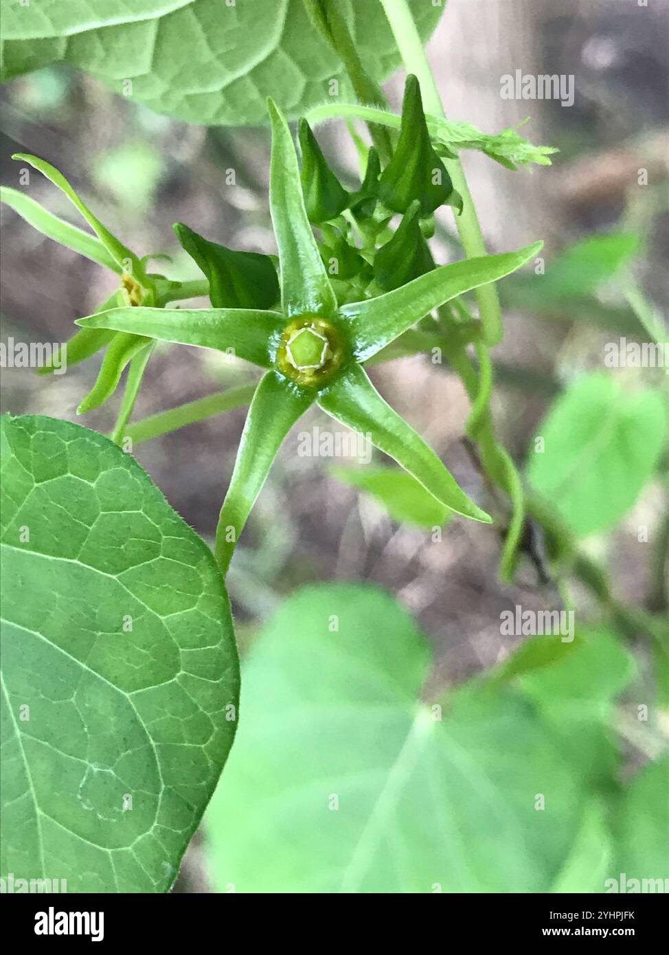 Suberosus hi-res stock photography and images - Alamy