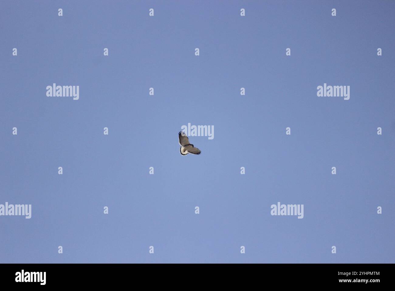 Variable Hawk (Geranoaetus polyosoma Stock Photo - Alamy