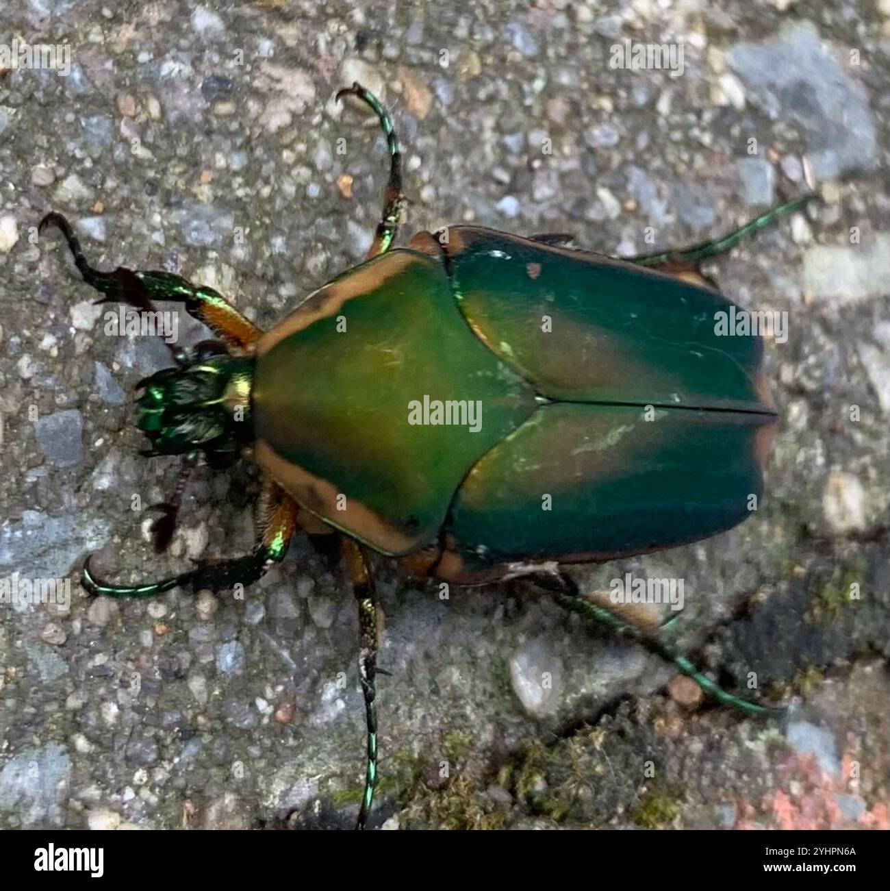 Common green june beetle cotinis nitida stock photo alamy