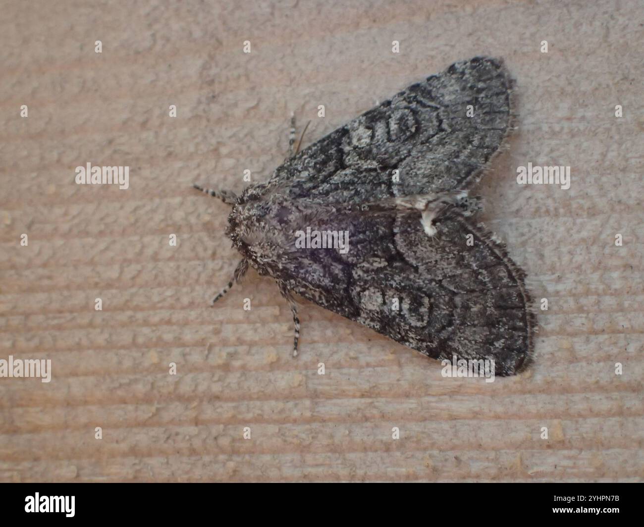 Broth Moth Brother Moth (Raphia frater Stock Photo - Alamy