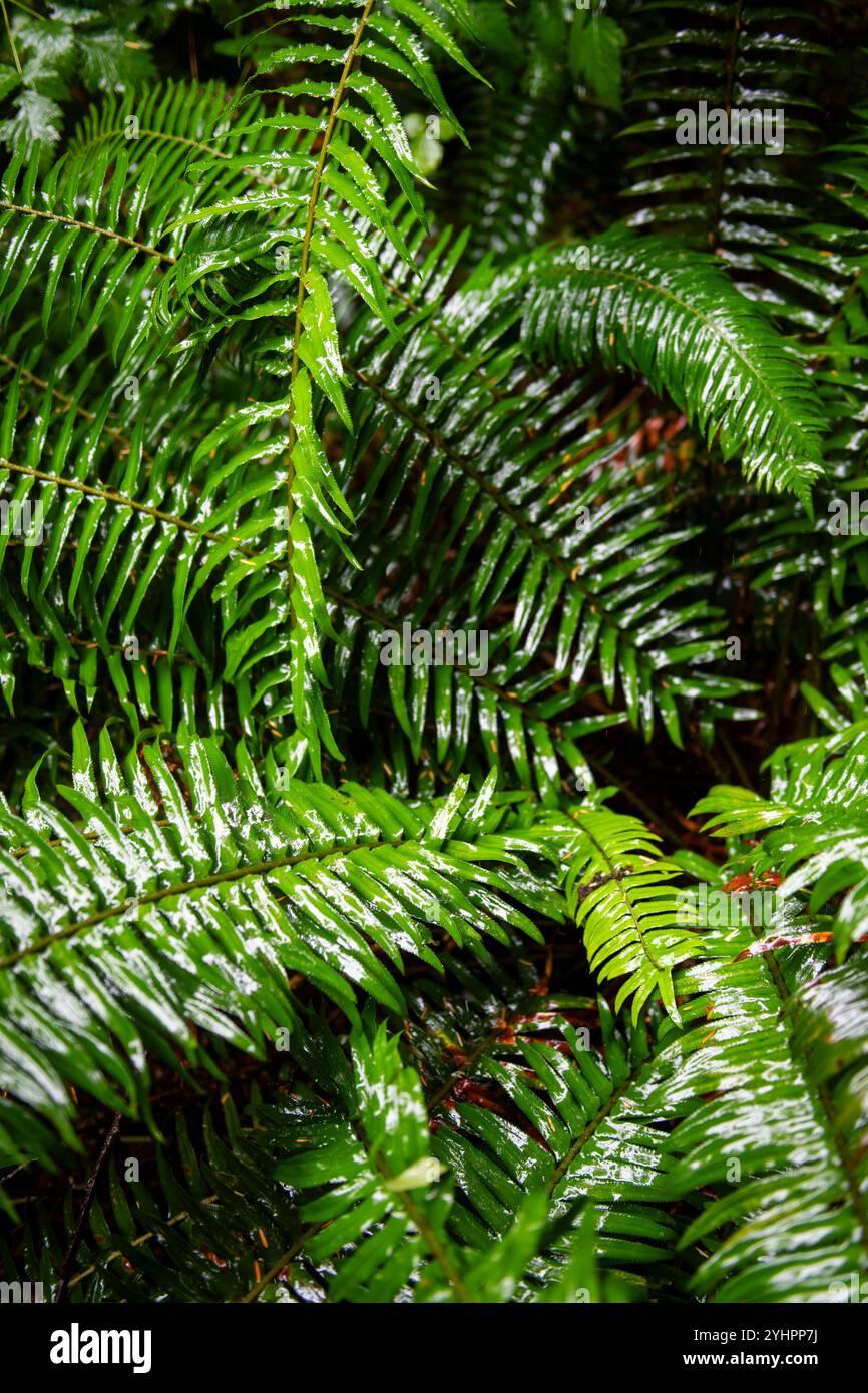 Abstract detail of forest ferns wet with rain deep in the undergrowth of the Olympic National Forest in Washington state. Stock Photo