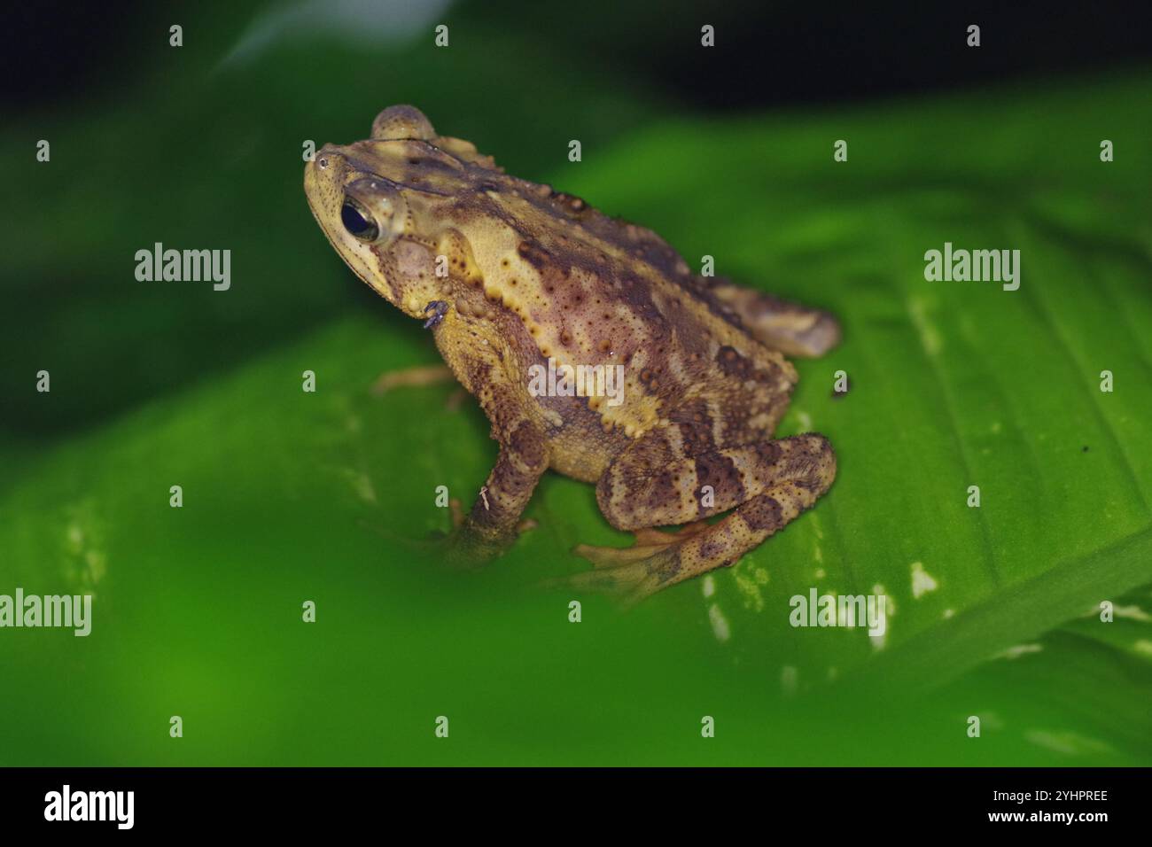 Evergreen Toad Coniferus hi-res stock photography and images - Alamy