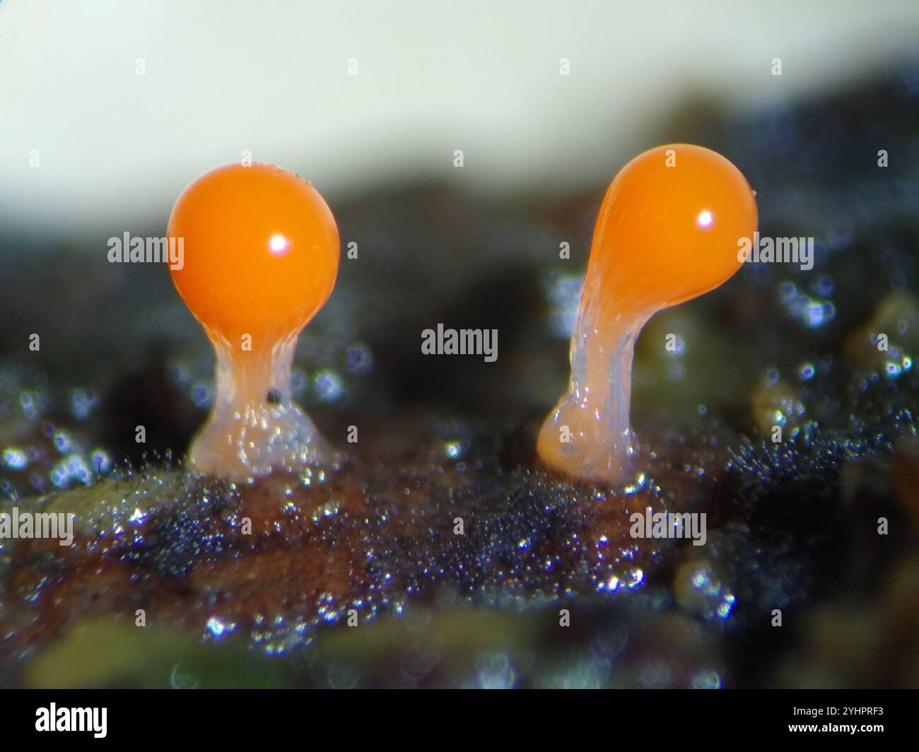 Crateriformis hi-res stock photography and images - Alamy