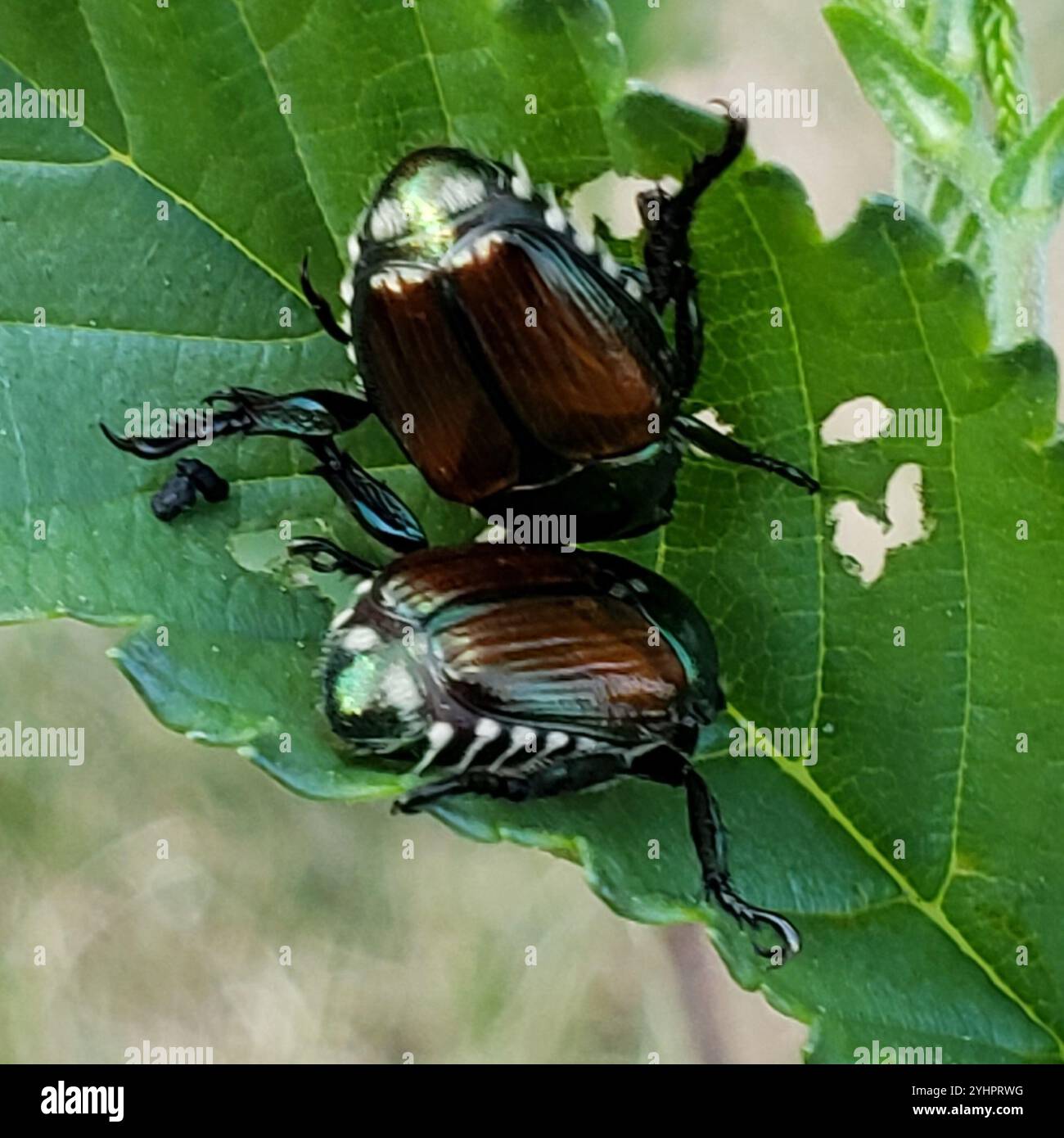 Japanese Beetle (Popillia japonica Stock Photo - Alamy