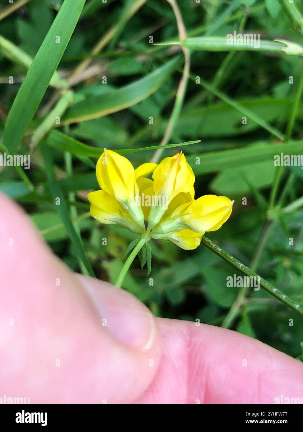 Semi Di Ginestrino (Lotus Corniculatus) 10.000 Semi Sfusi, Seed Jet