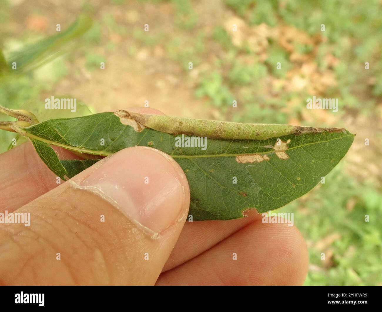 One Winged Insect Winged and Once-winged Insects (Pterygota Stock Photo - Alamy