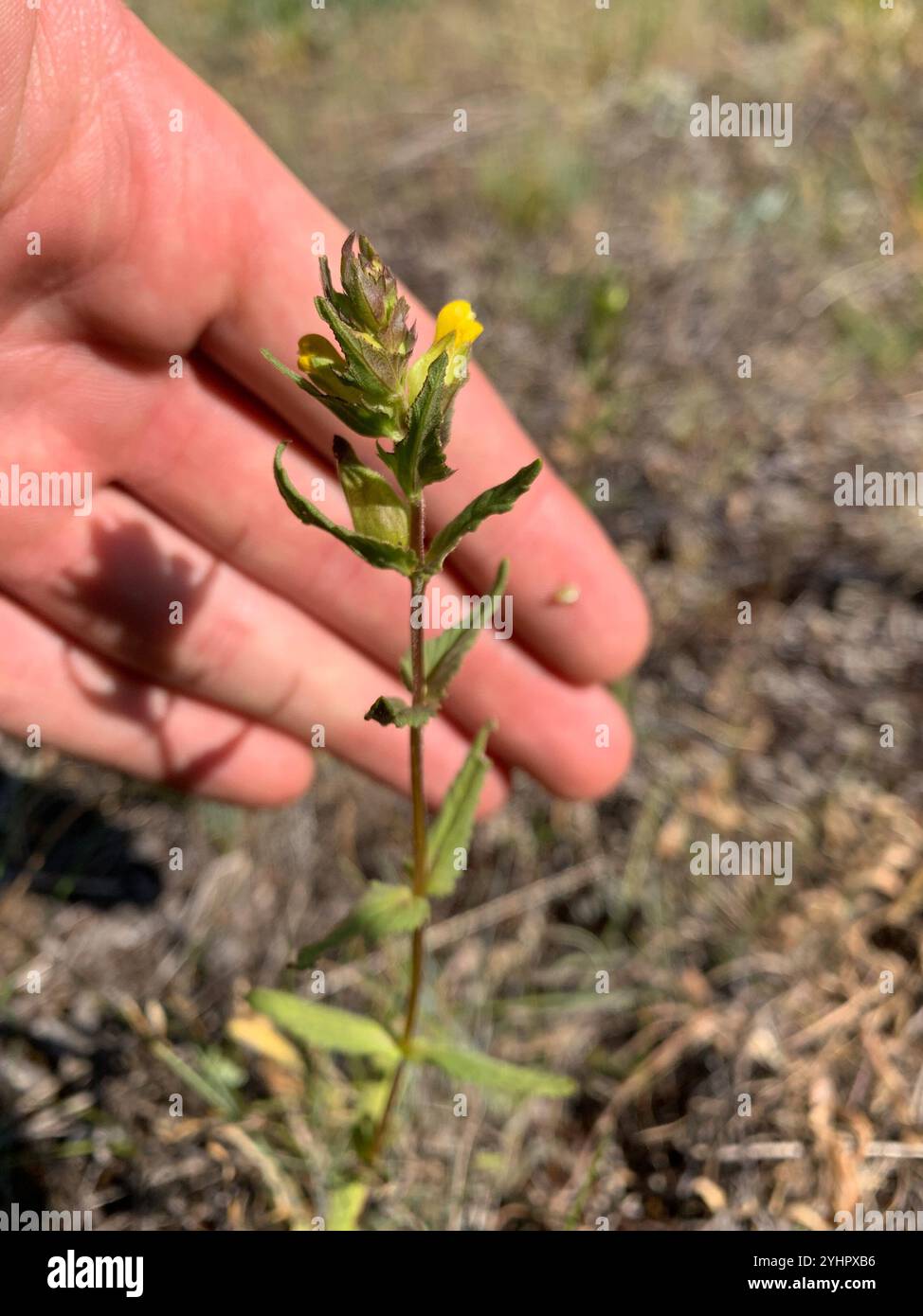 Little Yellow Rattle (Rhinanthus groenlandicus Stock Photo - Alamy