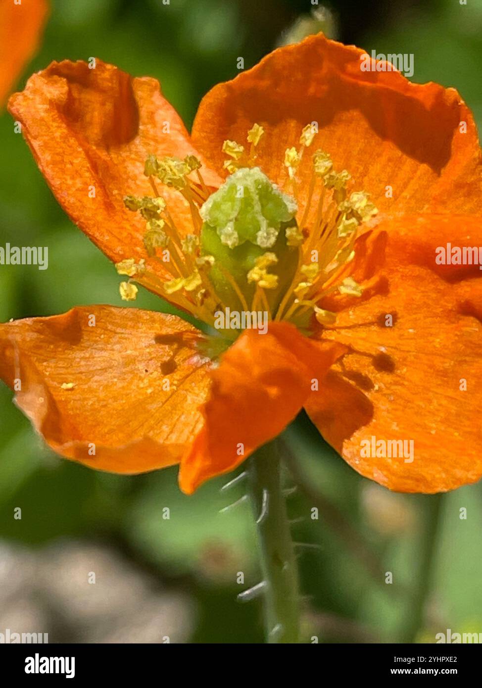 Papaver californicum hi-res stock photography and images - Alamy