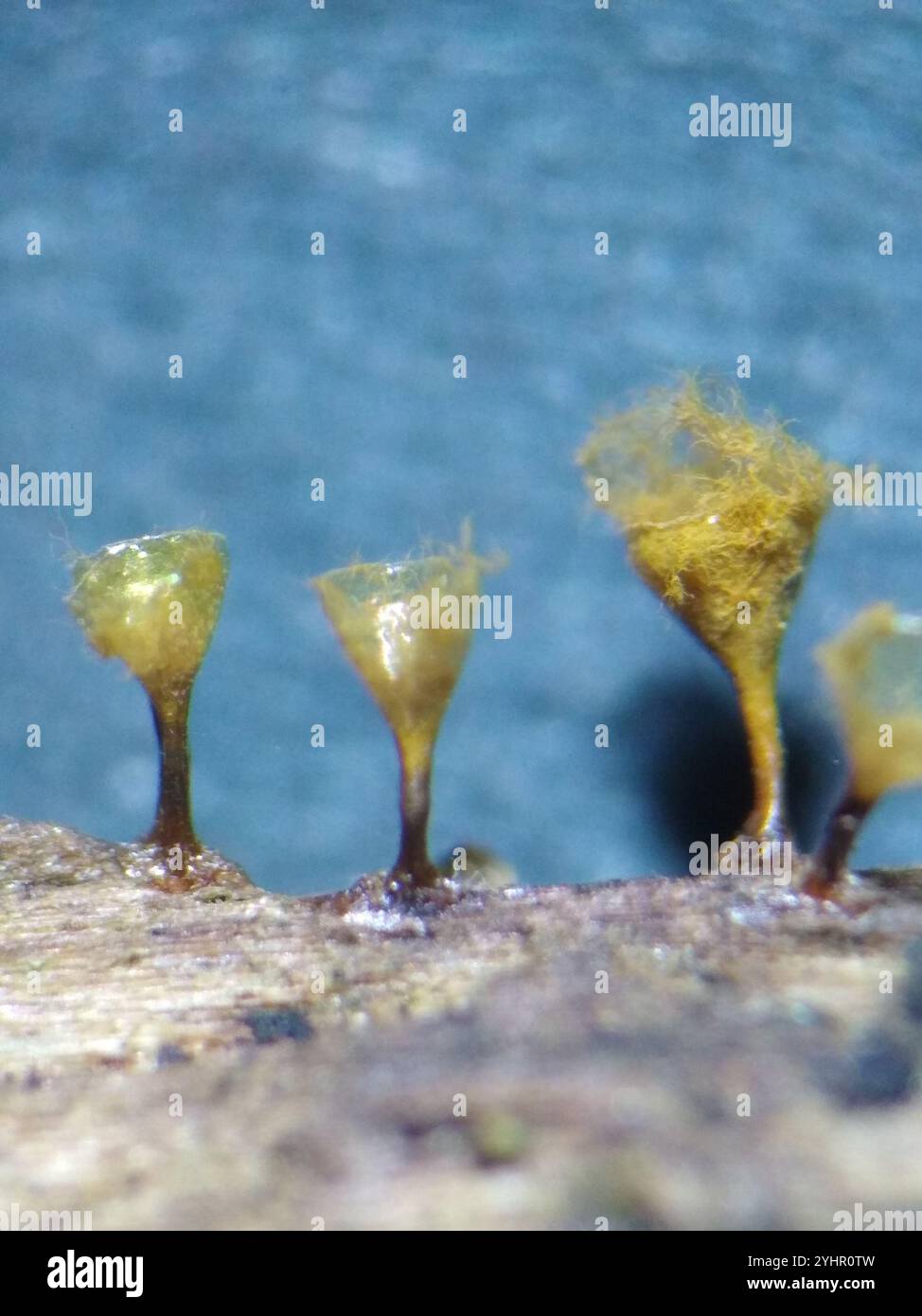 Crateriformis hi-res stock photography and images - Alamy
