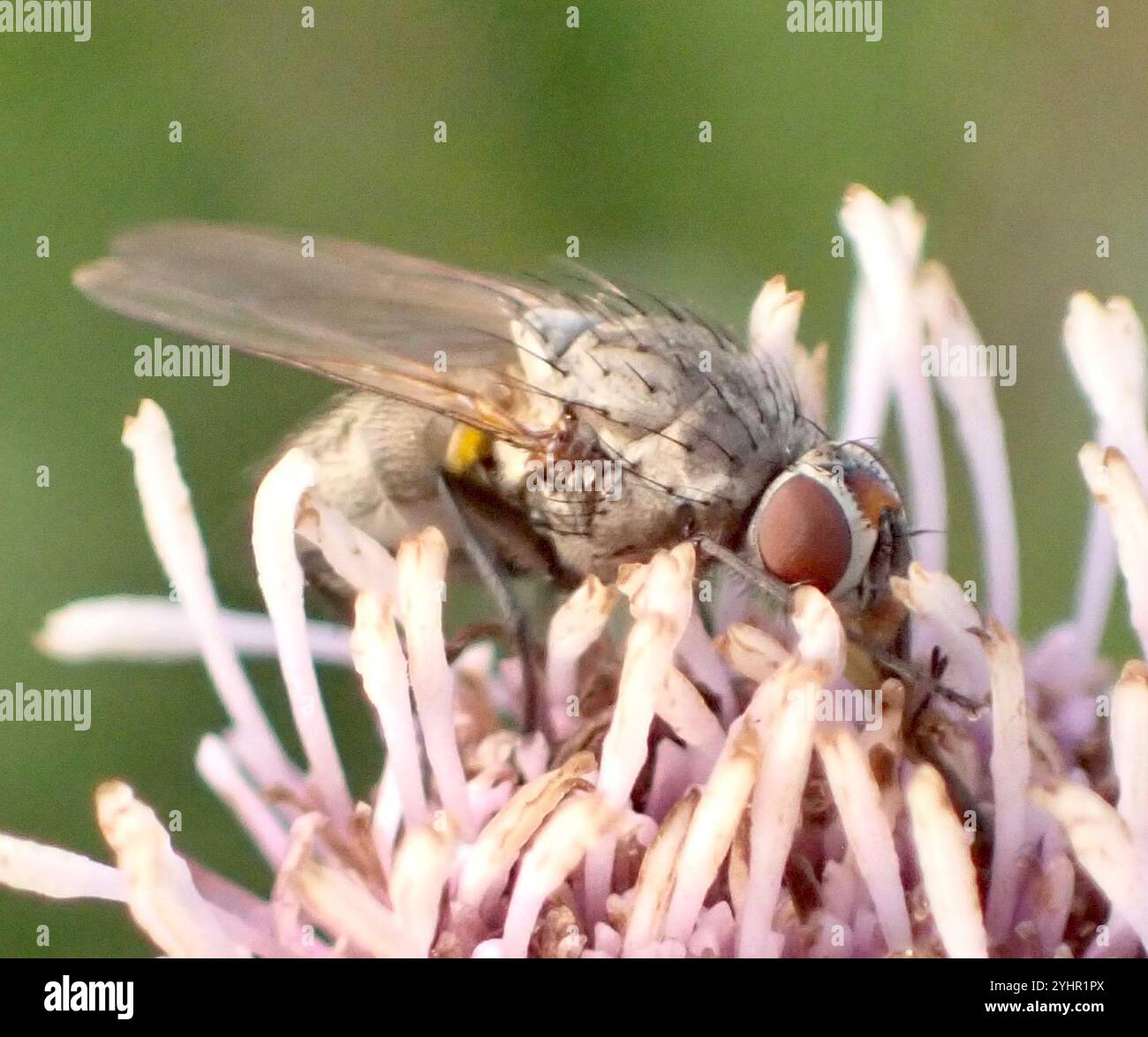 Root Magnotta Insect Root-maggot Flies (Anthomyiidae Stock Photo - Alamy