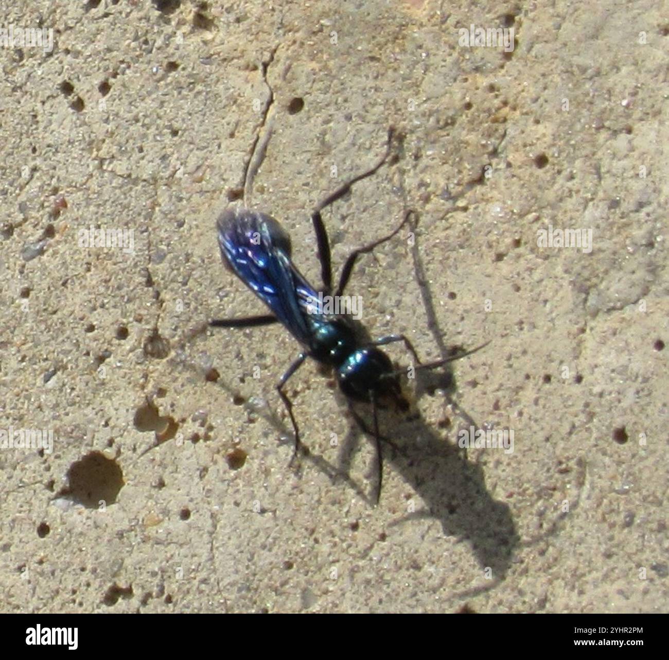 Blue Mud-dauber Wasps (Chalybion Stock Photo - Alamy