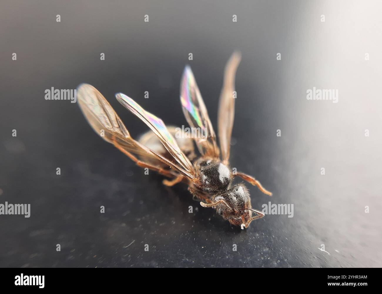Big headed Ants Pheidole Stock Photo Alamy Big headed ants pheidole stock photo alamy