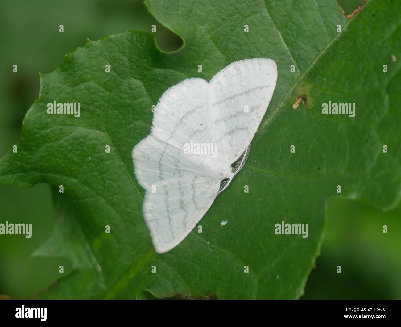Common white wave cabera pusaria hi-res stock photography and images ...