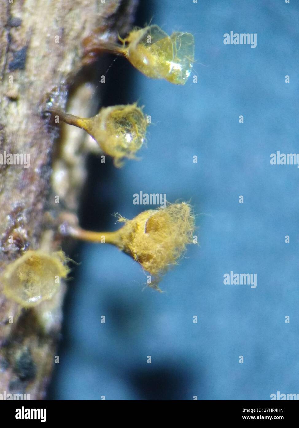 Crateriformis hi-res stock photography and images - Alamy