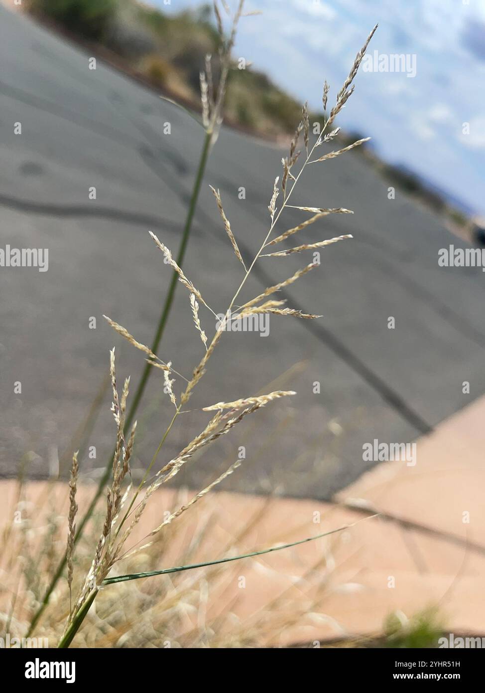 Sand Reed dropseeds, cordgrasses, and sandreeds (Sporobolus Stock Photo - Alamy