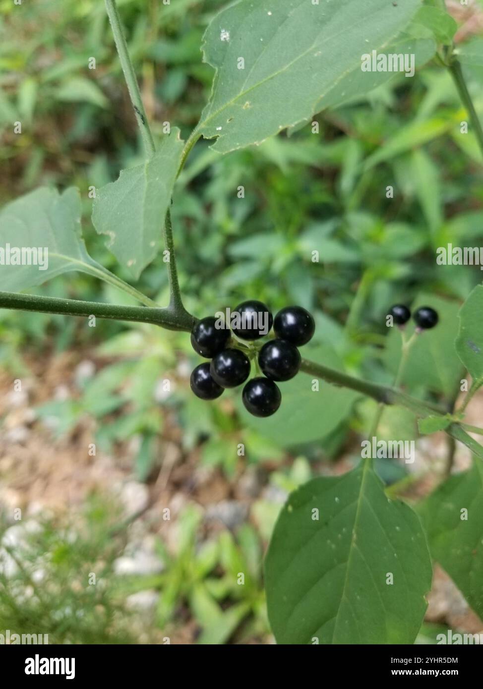 Black Nightshade Complex (Solanum nigrum Stock Photo - Alamy