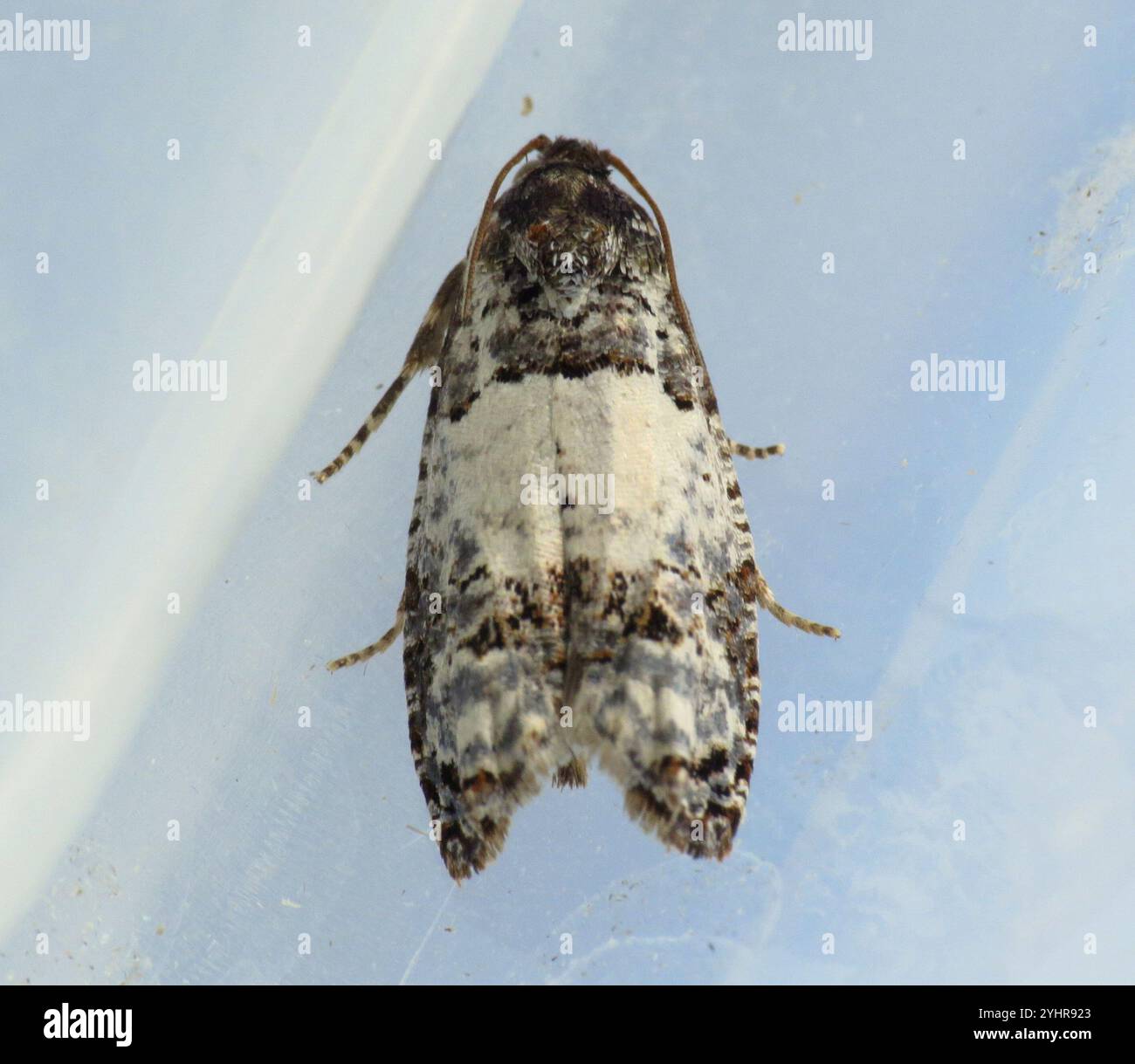 Eye-spotted Bud Moth (Spilonota ocellana Stock Photo - Alamy
