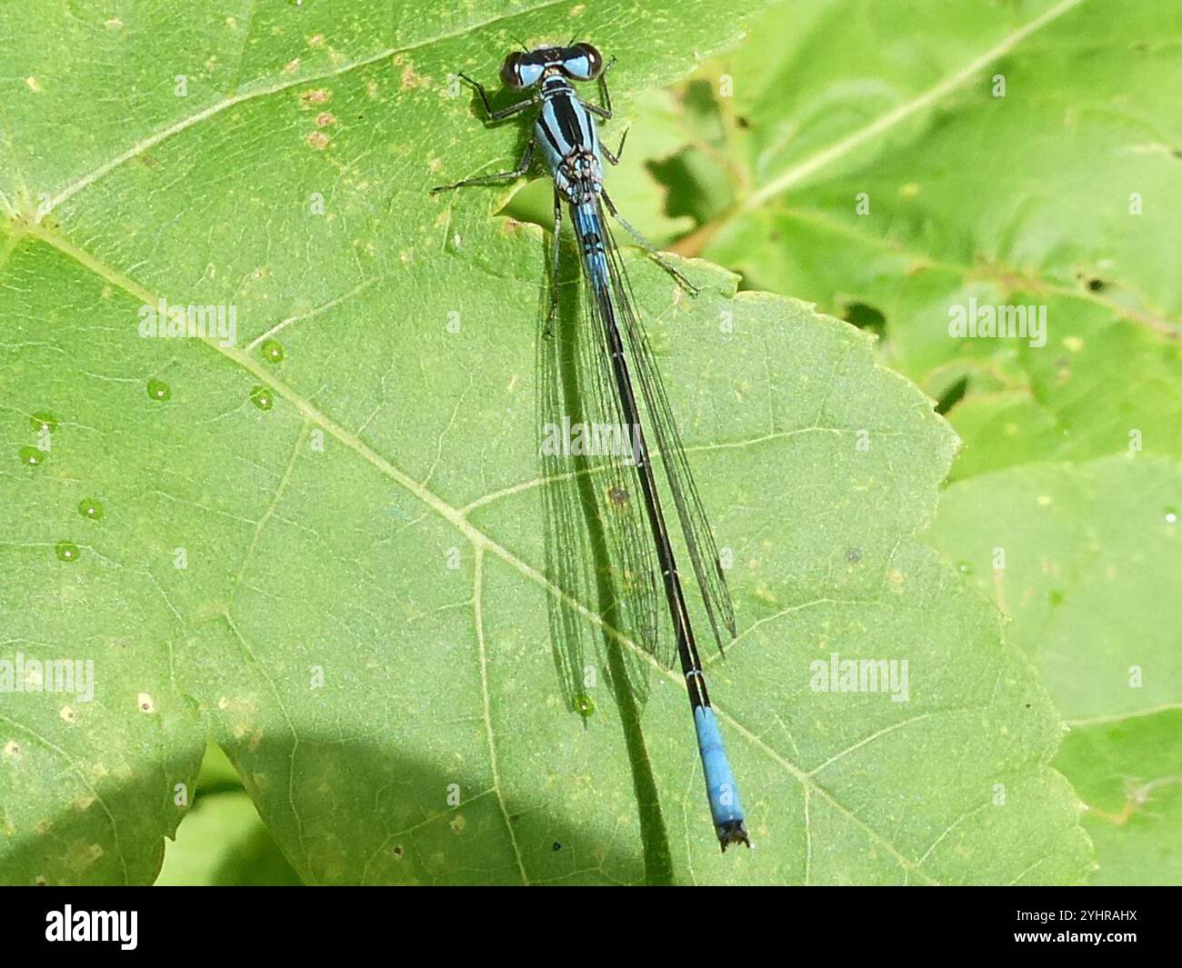 Azure Bluet (Enallagma aspersum Stock Photo - Alamy