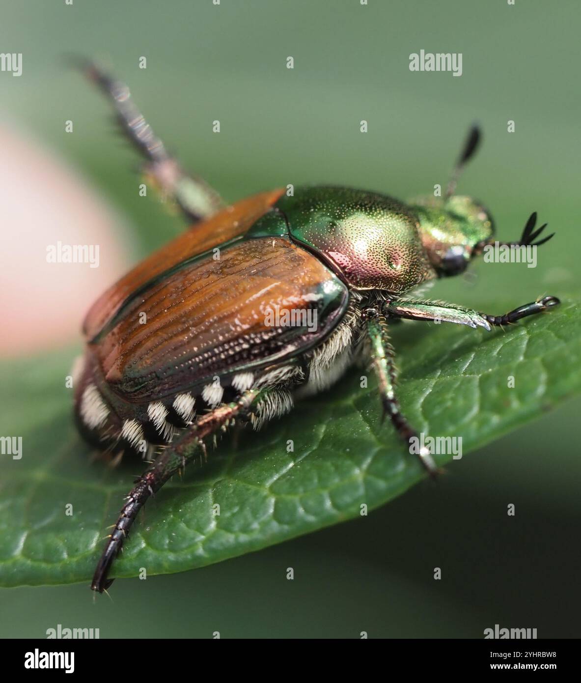 Japanese Beetle (Popillia japonica Stock Photo - Alamy